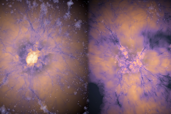 2 images show vein-like connections, in purple, spreading across galaxies connecting celestial bodies.